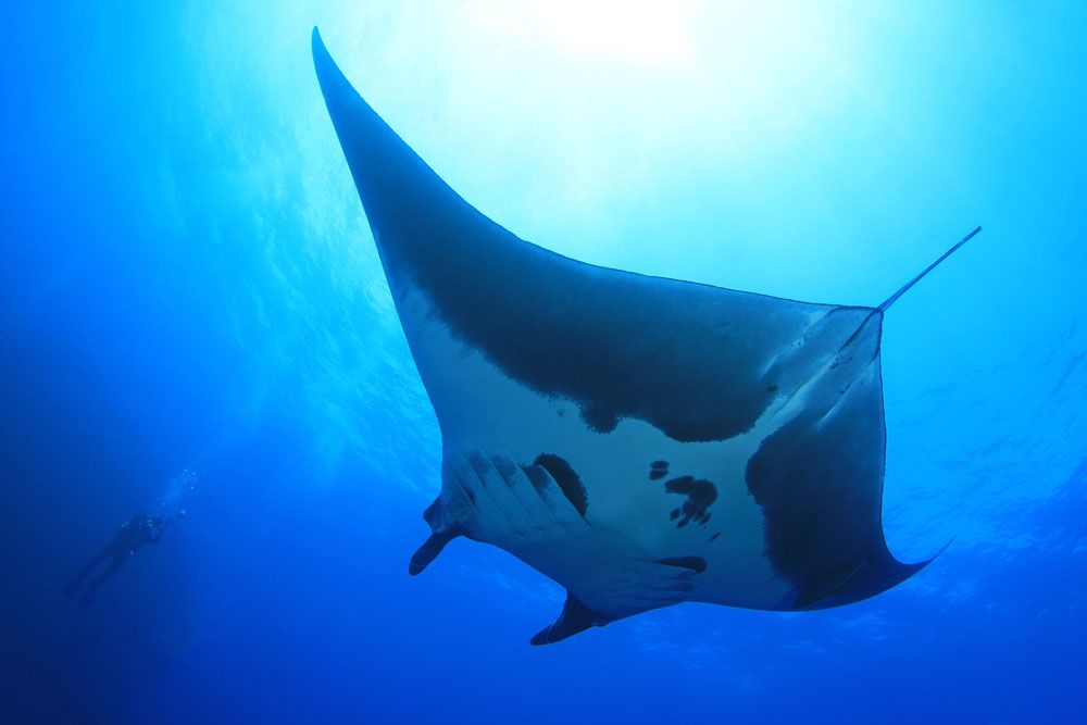 麦田雷（Manta Ray）的底面在海洋中游泳，阳光从上方流下来。“width=