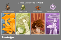 彩色插图显示四种有毒蘑菇避免吃treehugger的网站