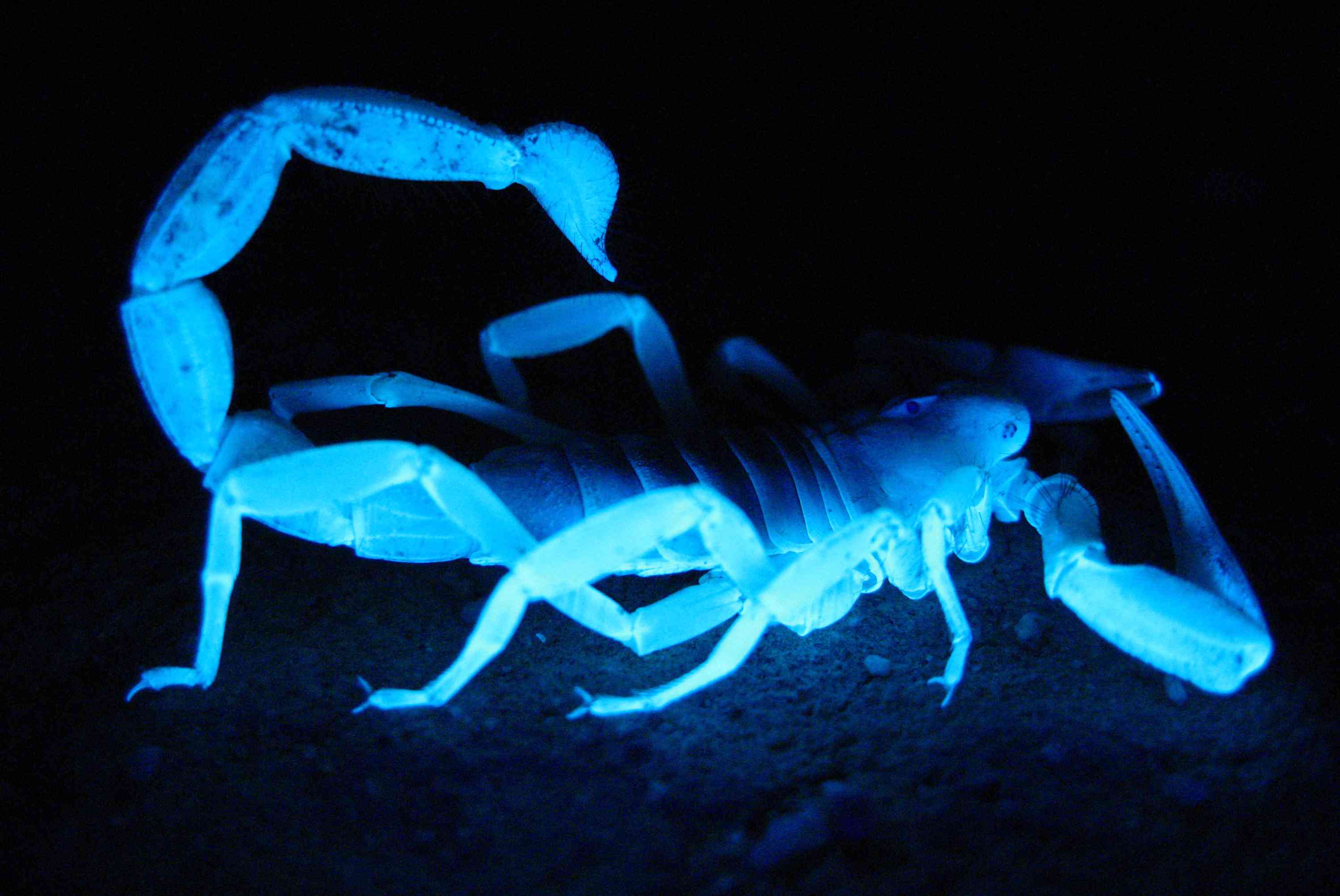 一只巨大的毛蝎(Hadrurus arizonensis)在紫外线下发出蓝光。＂width=