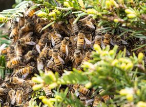蜜蜂（Apis Mellifera）在灌木丛中蜂拥而至“width=