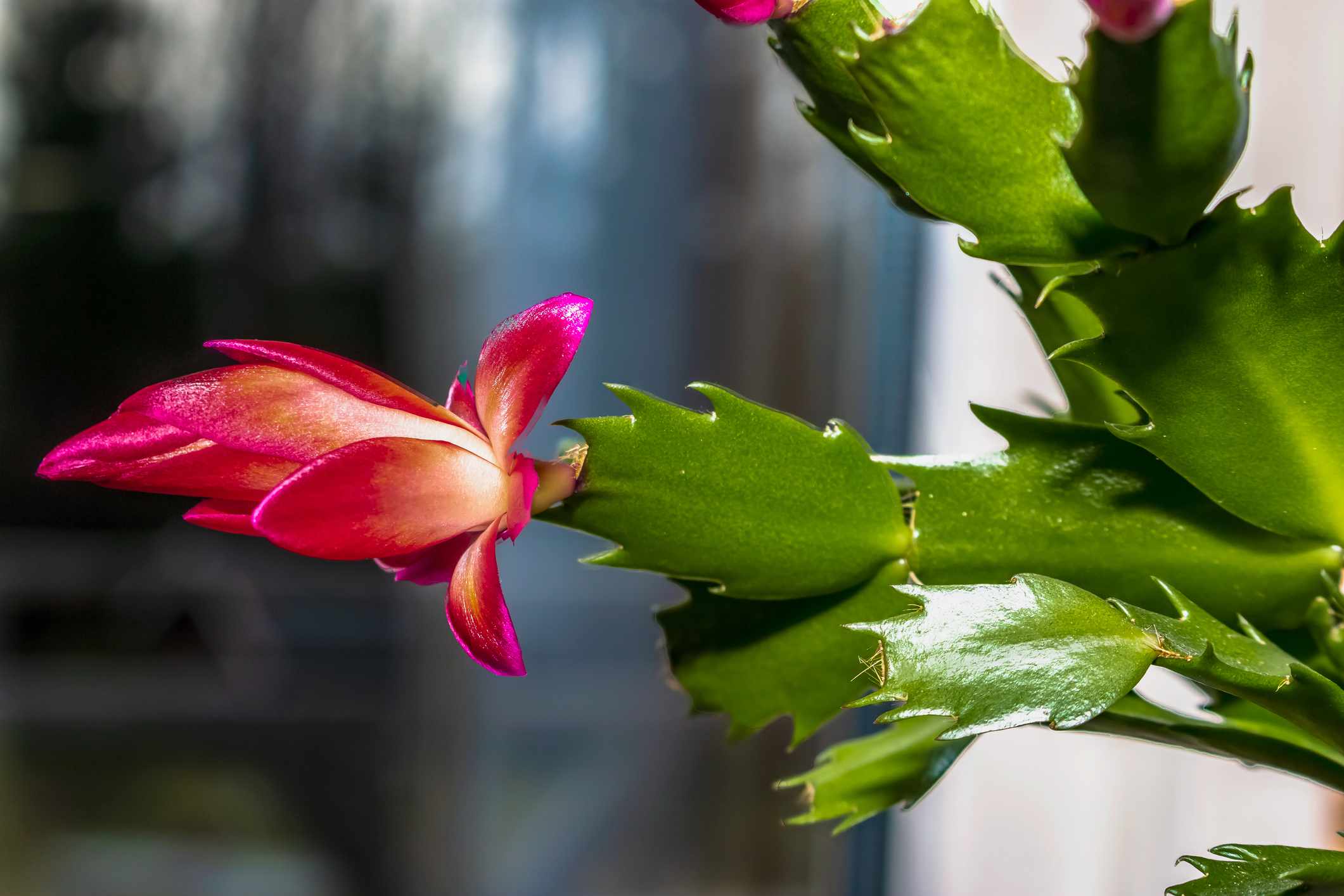 圣诞仙人掌(Schlumbergera)，一年开几次红花。＂width=