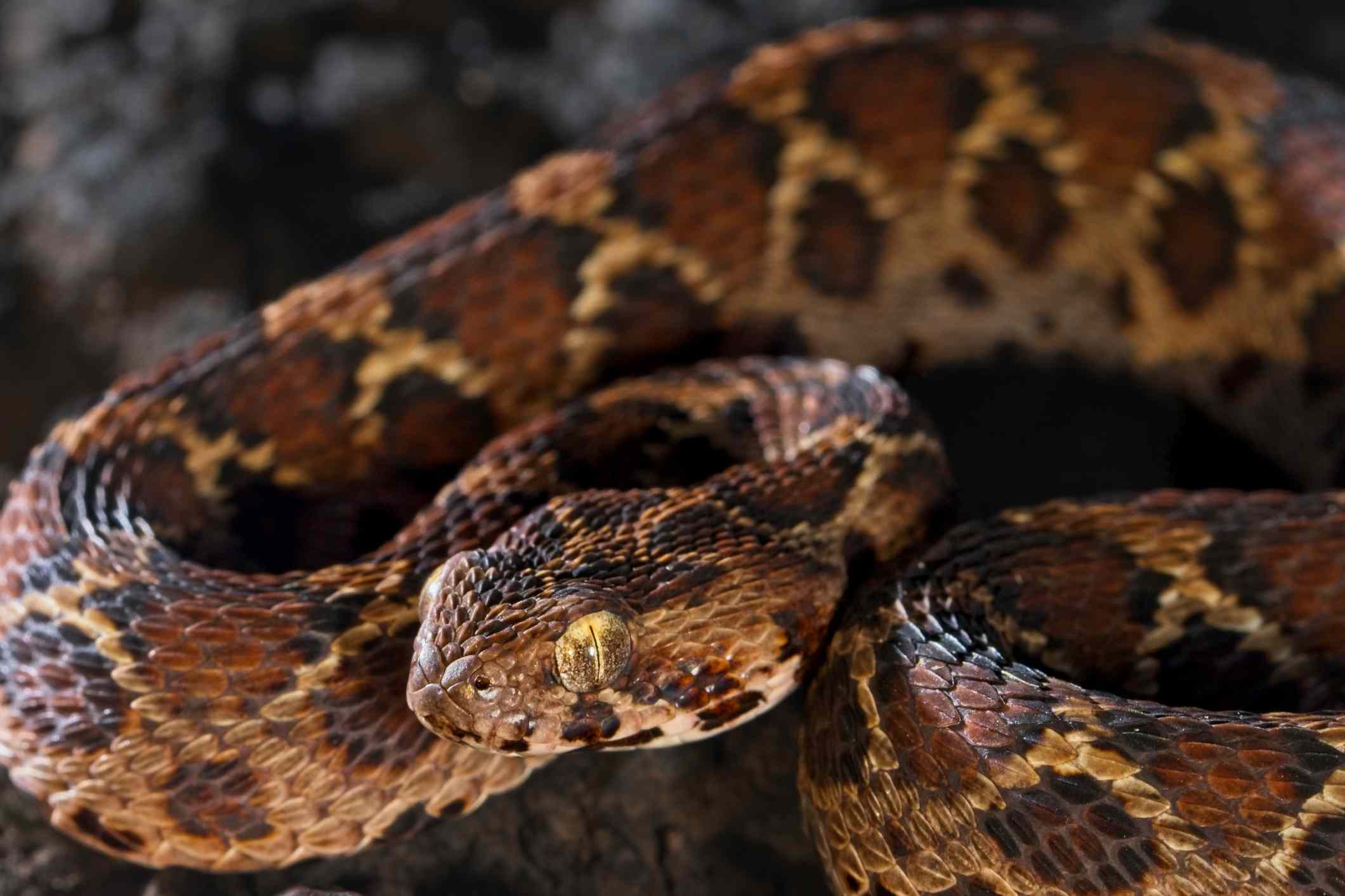 锯状鳞片的蝮蛇，有棕色、黑色和奶油色的菱形花纹。“width=