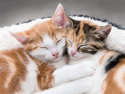 两个可爱的小猫在毛茸茸的白色床上
