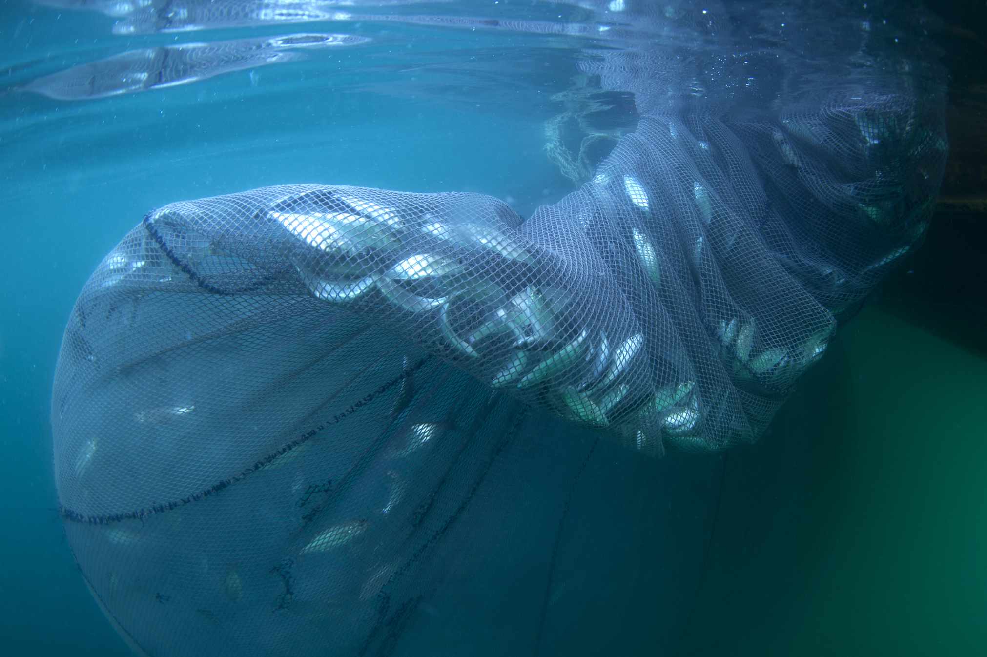 几十条蓝鱼被巨大的水下渔网捕获＂width=