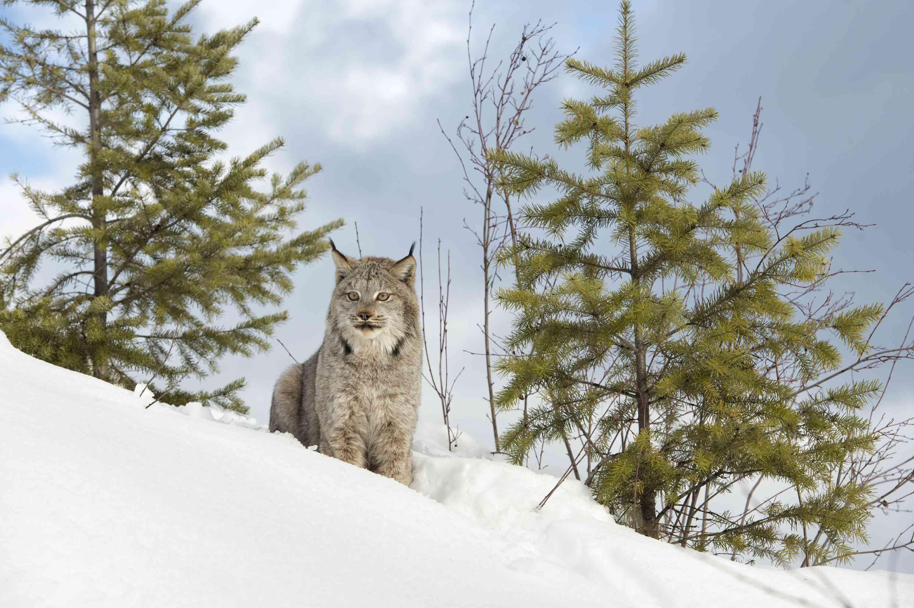 加拿大山猫坐在松树间，凝视着雪山＂width=