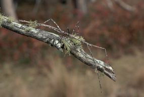 一根昆虫爬上澳大利亚新南威尔士州新英格兰塔布尔群岛的树枝。|地点：澳大利亚新英格兰Tablands。“width=