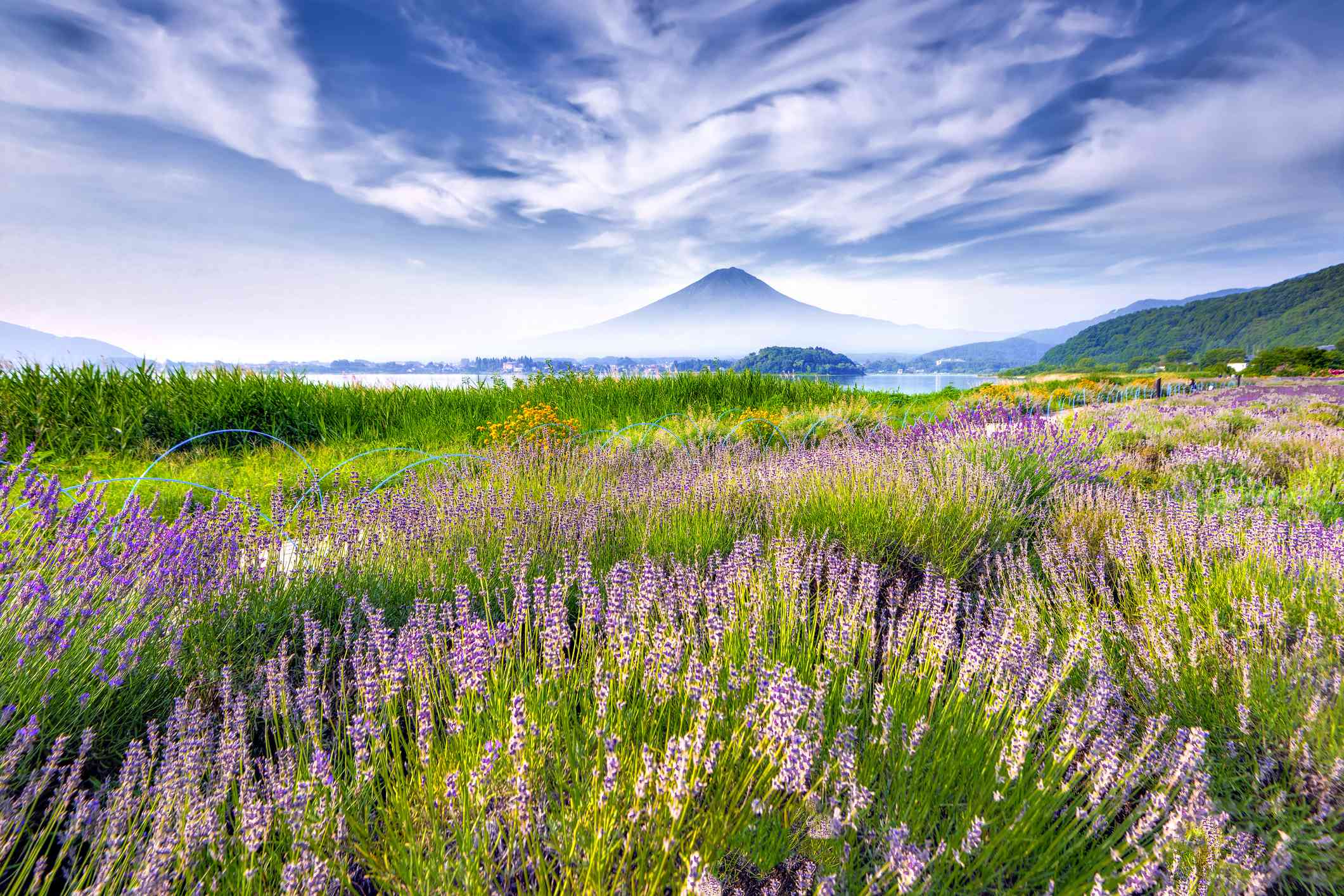 东海自然步道沿途的富士山和薰衣草田