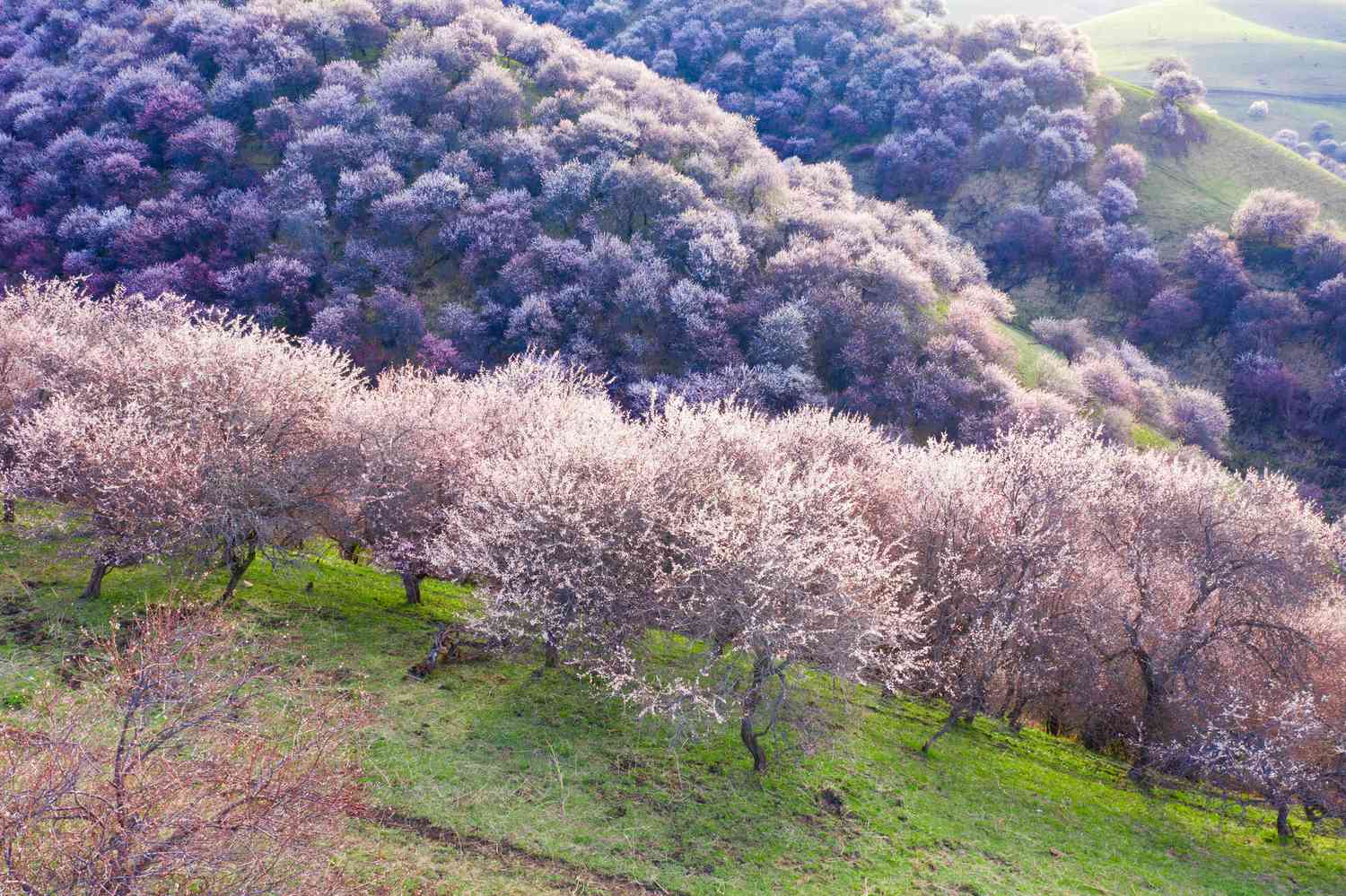 绿色的丘陵覆盖着粉红色的盛开的树木