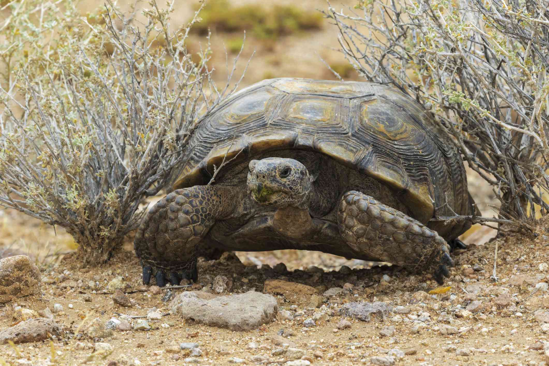 在莫哈韦沙漠龟站在岩石地形国家保护区”width=