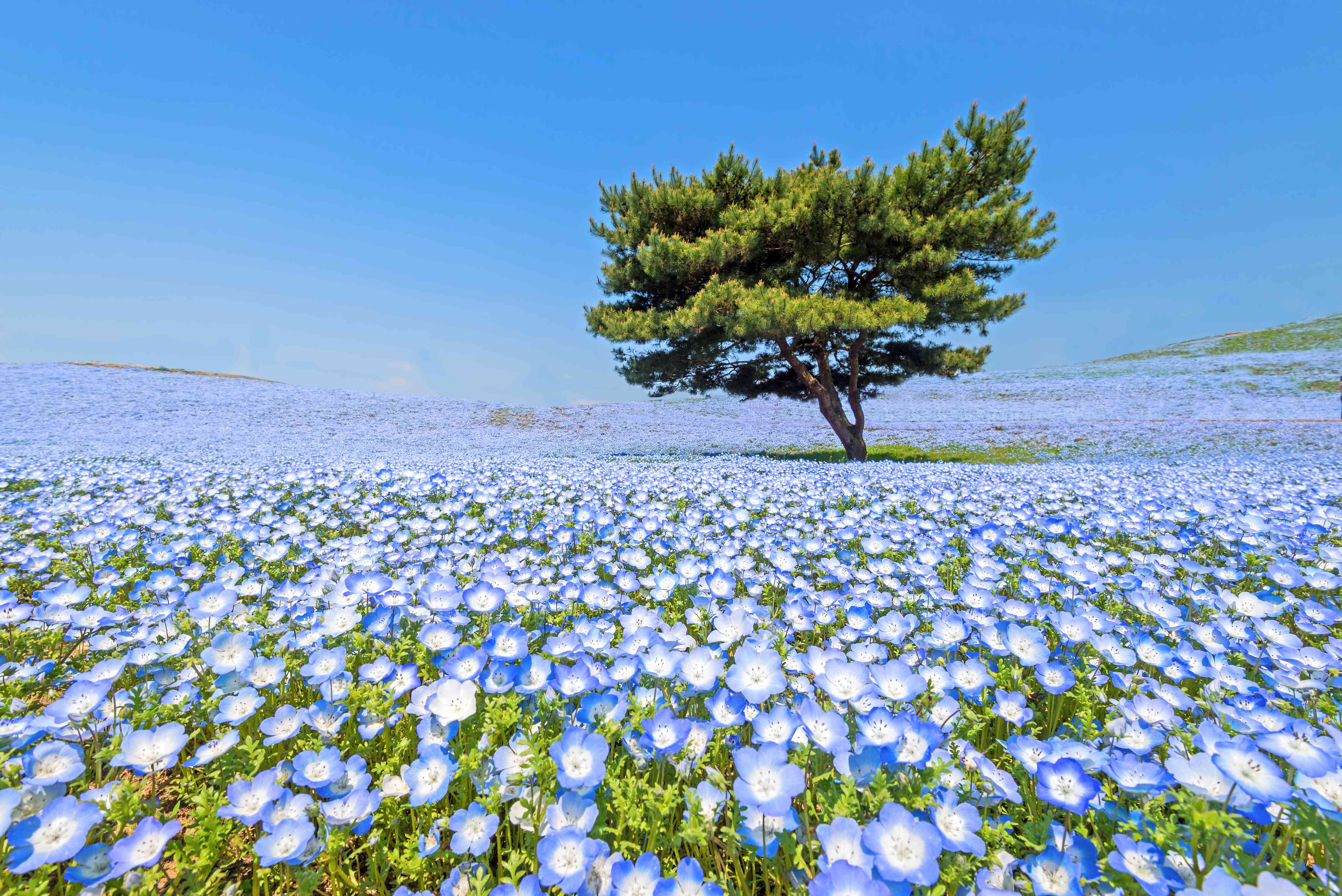 一棵树和一片蓝色的花田