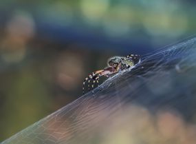 花园里的蜘蛛在她的网里