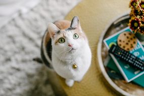 绿眼睛的印花布猫坐在咖啡桌上，盯着相机＂width=