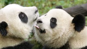 大熊猫和他母亲在Wolong熊猫中心