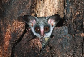 南较小的Bushbaby，Galago Moholi“width=