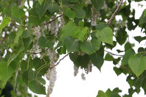 白杨树叶和春天的花粉挂在树上。