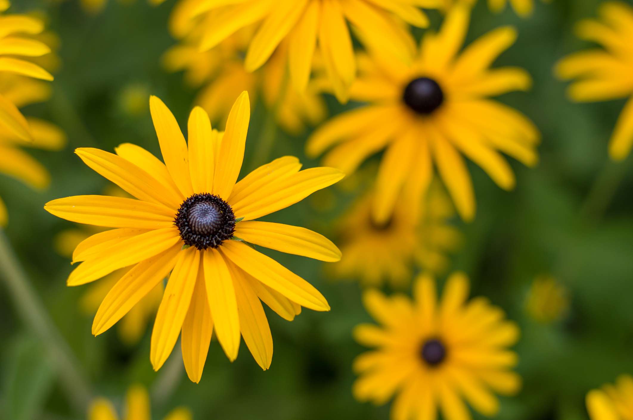 黑眼苏珊（Rudbeckia spp。）