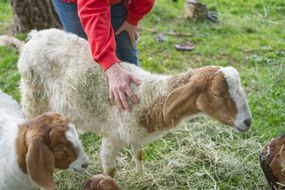 红色运动衫的人宠物山羊在绿色牧场地