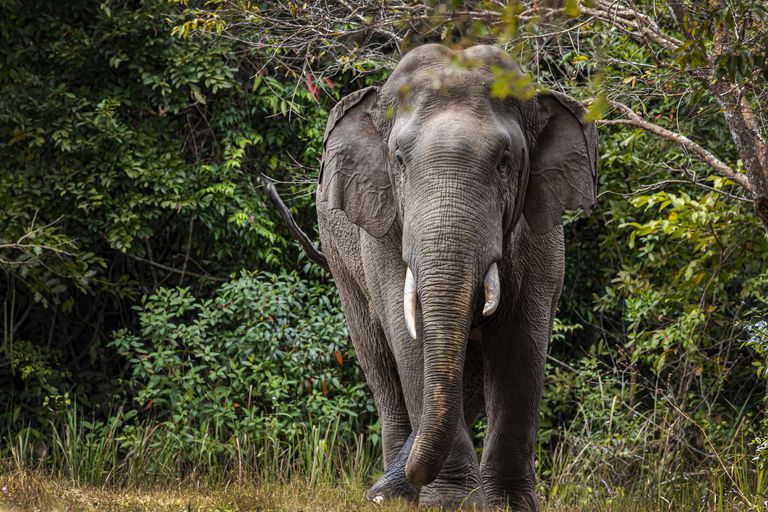 泰国考耶国家公园的印度大象