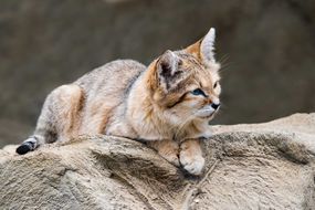 带着灰色斑纹的棕褐色沙猫躺在一块大岩石上