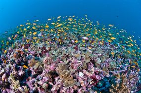 在马尔代夫，一个色彩斑斓的珊瑚礁与鱼类组队。＂width=