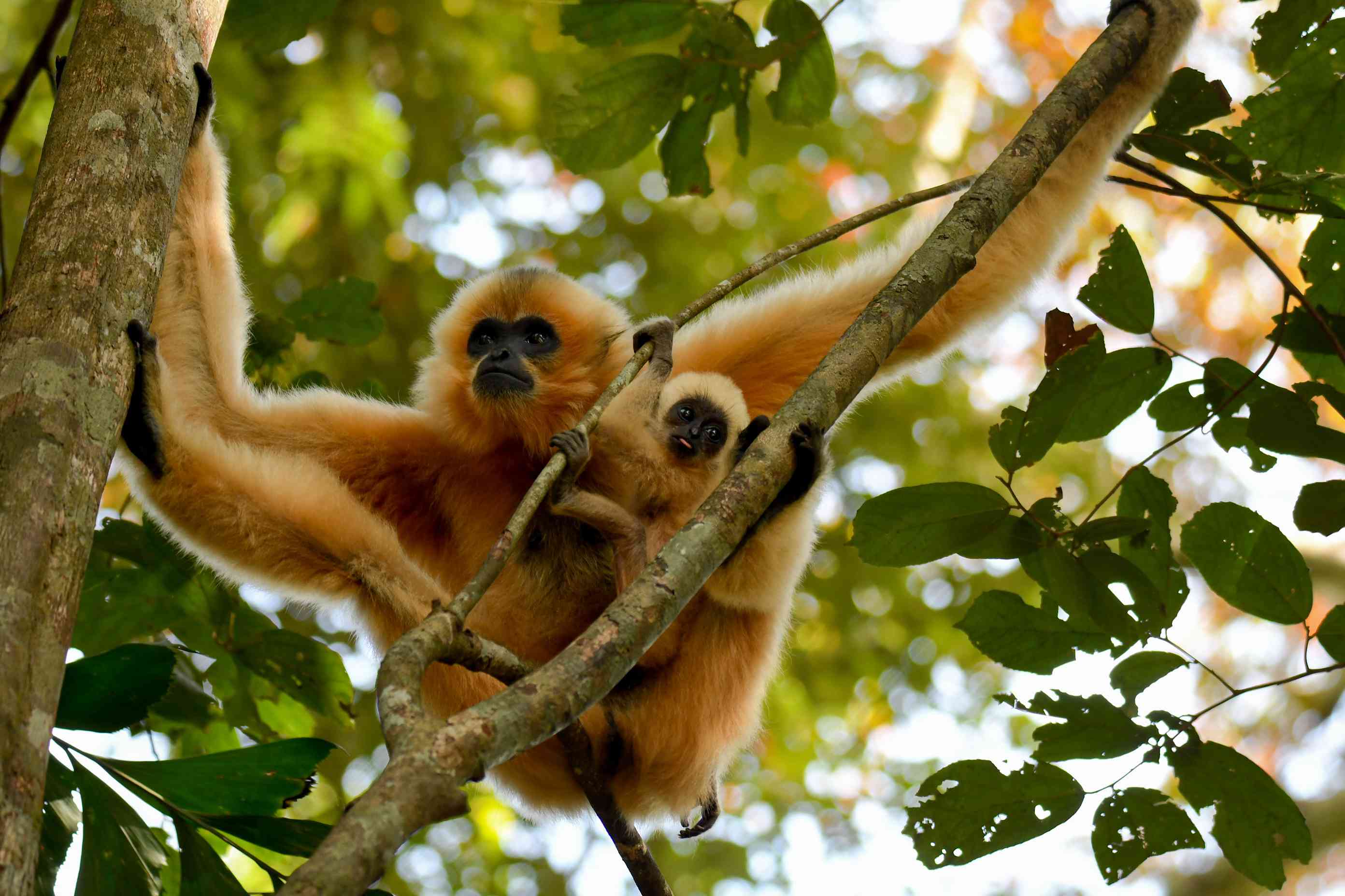 成年长臂猿和幼长臂猿在树上＂width=