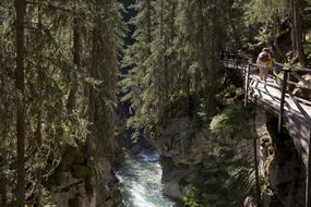 加拿大森林与行人桥