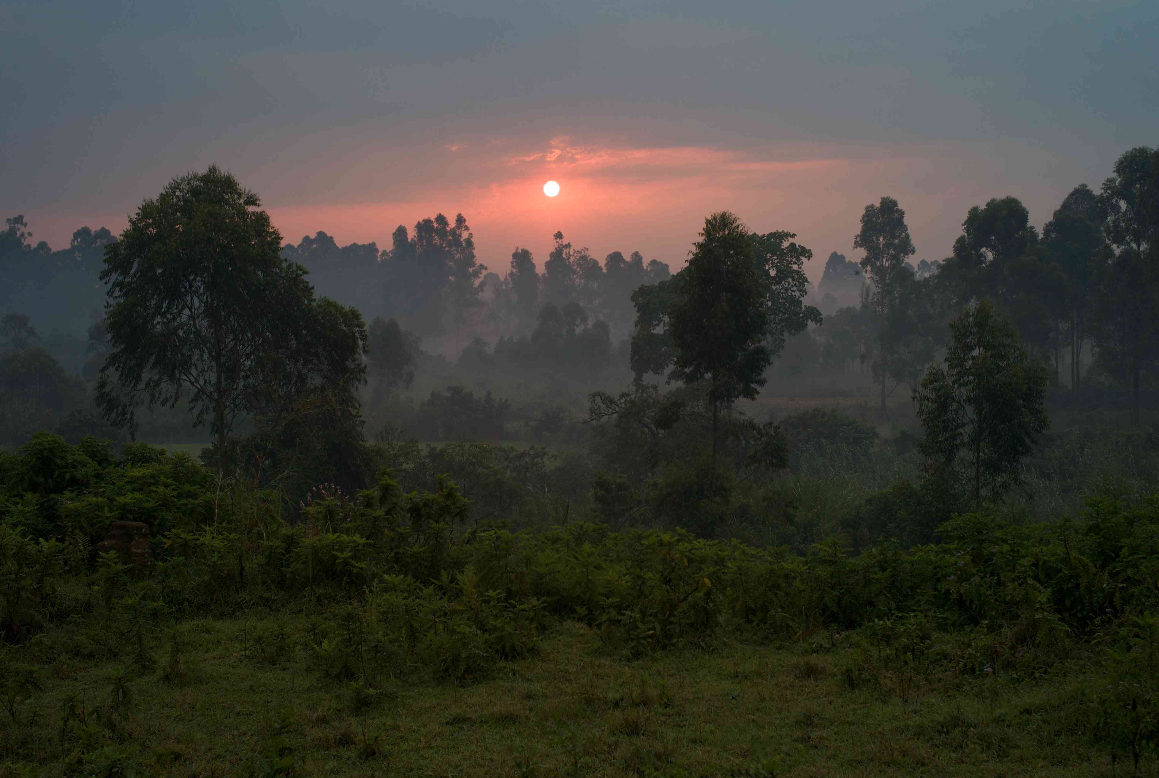 乌干达的Bwindi坚不可摧的森林