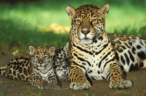 美洲虎，美洲豹，母豹和幼崽＂width=
