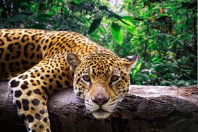 成人捷豹休息身体和下巴在大分支在绿色丛林而直接盯着观众