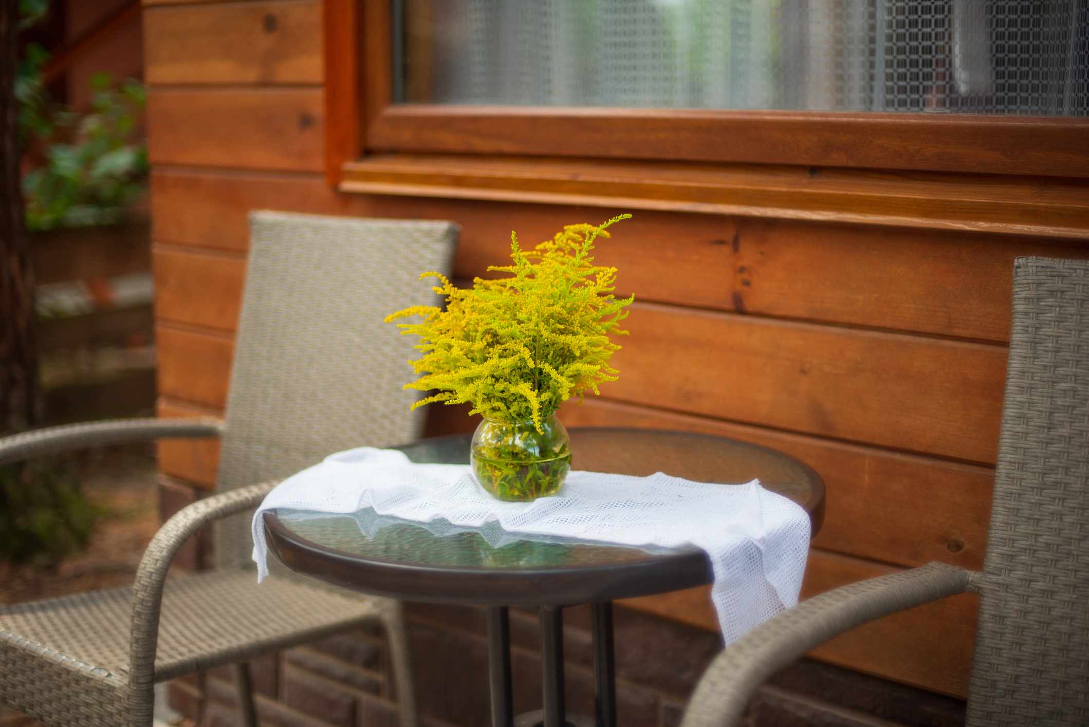 Goldenrod（Solidago Rugosa）