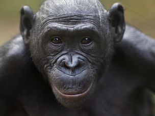 Bonobo女性“ Tshilomba”头和肩膀肖像