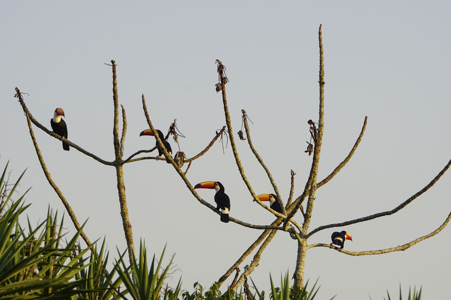 南美洲伊瓜苏国家公园的野生巨嘴鸟＂width=