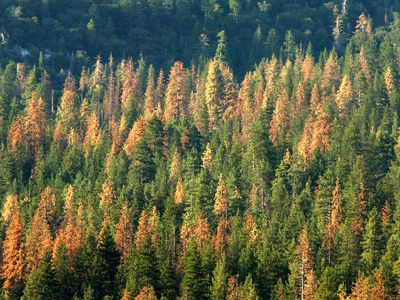 加利福尼亚的树皮甲虫损坏的树木