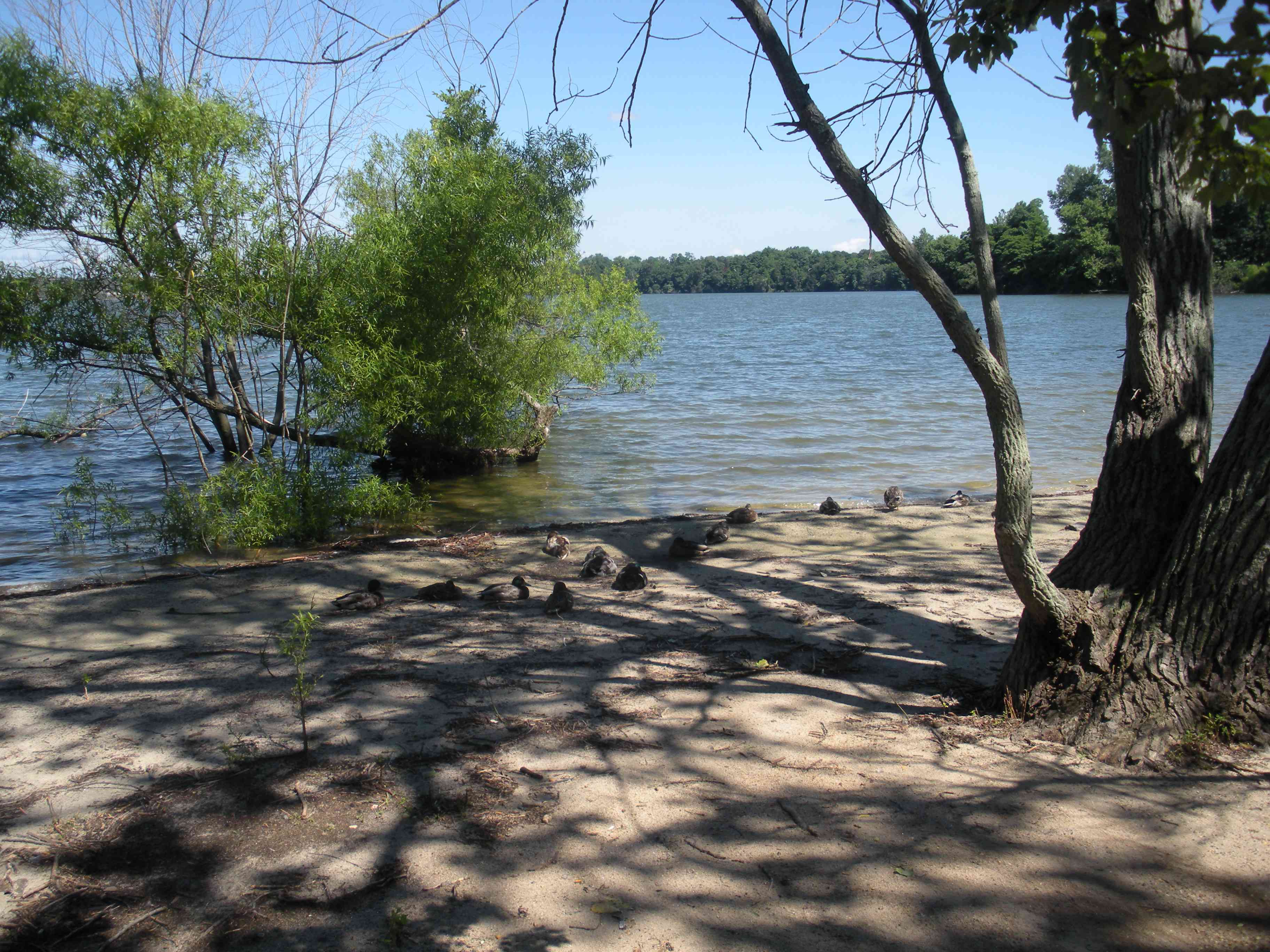 朗孔科马湖岸边，前景是树木