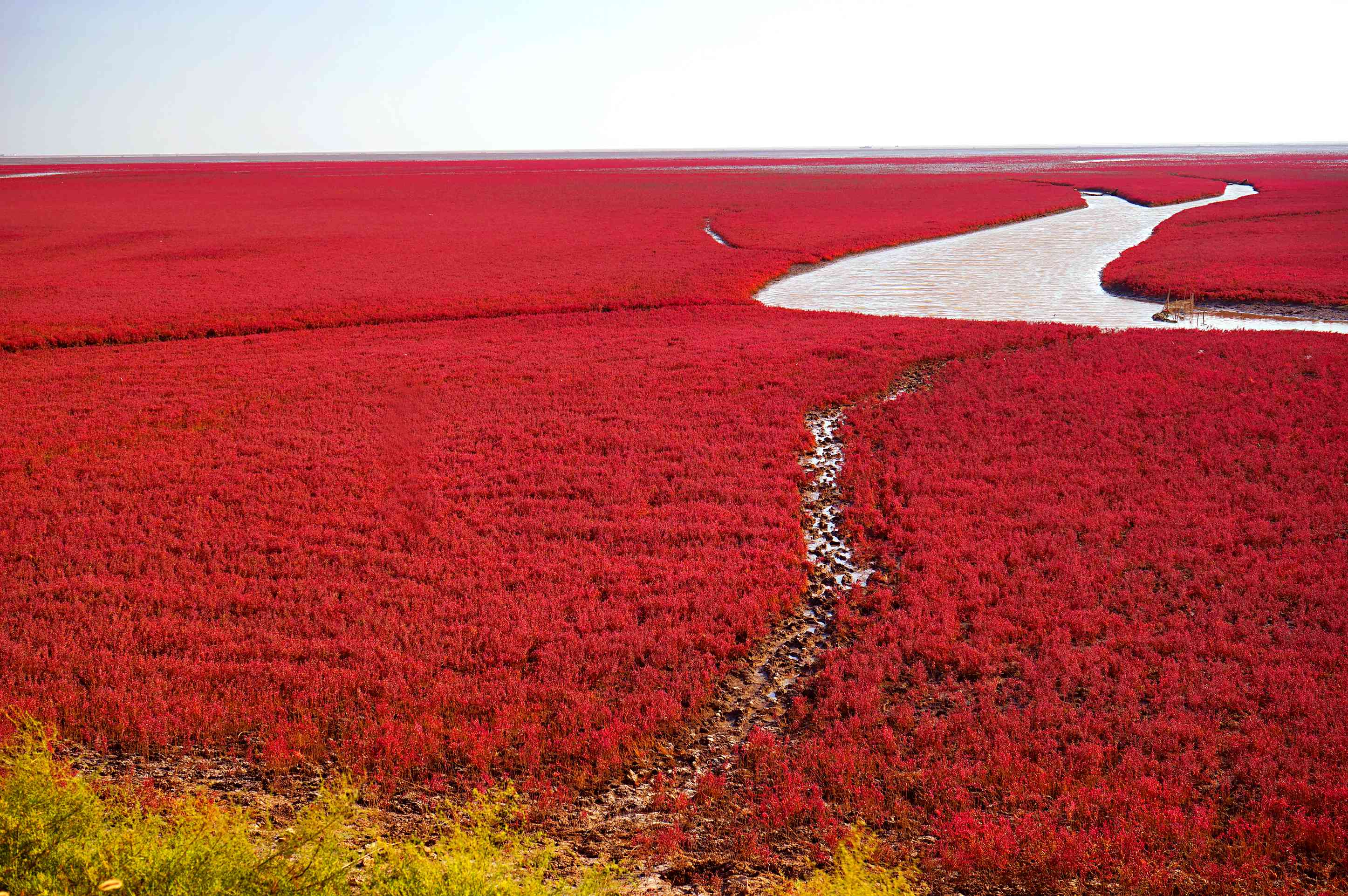 覆盖在辽河岸边湿地上的红色植物