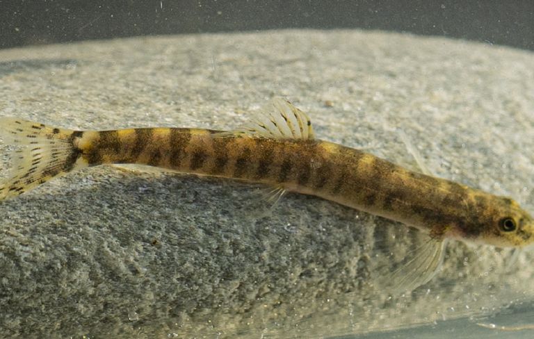 蝙蝠侠河Loach“class=