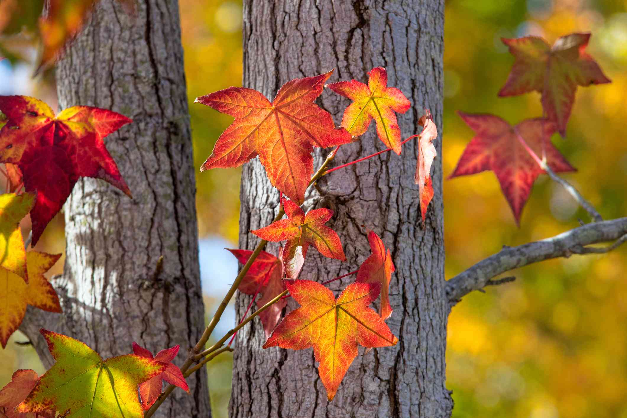 甜桉树的星状叶子衬着树皮。