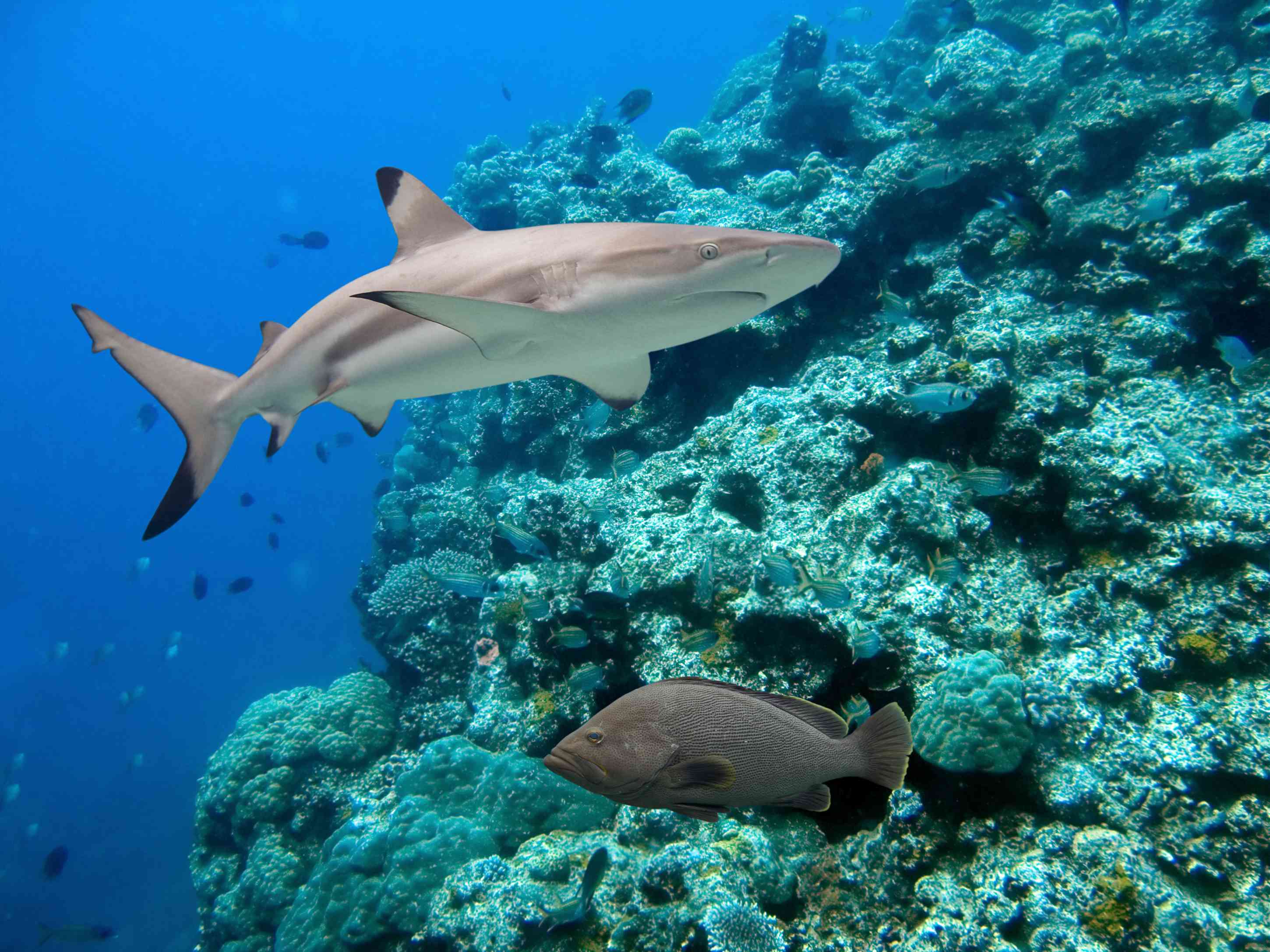 澳大利亚的黑鳍礁鲨