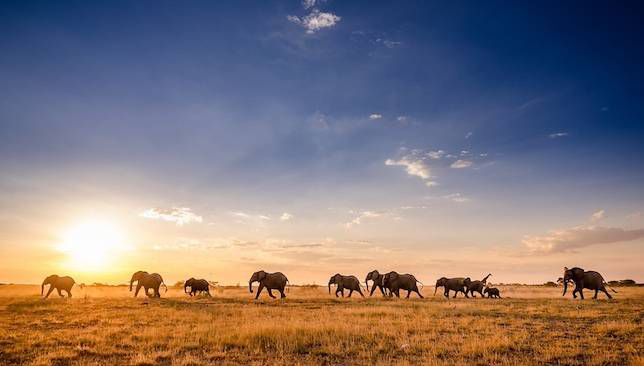 大象走过阳光普照的热带草原