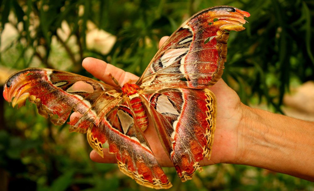 一只鲜艳的红色和橙色的蛾，栖息在人的手掌上