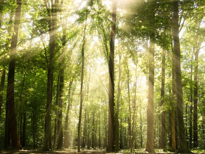 Sunrays Through Treetops