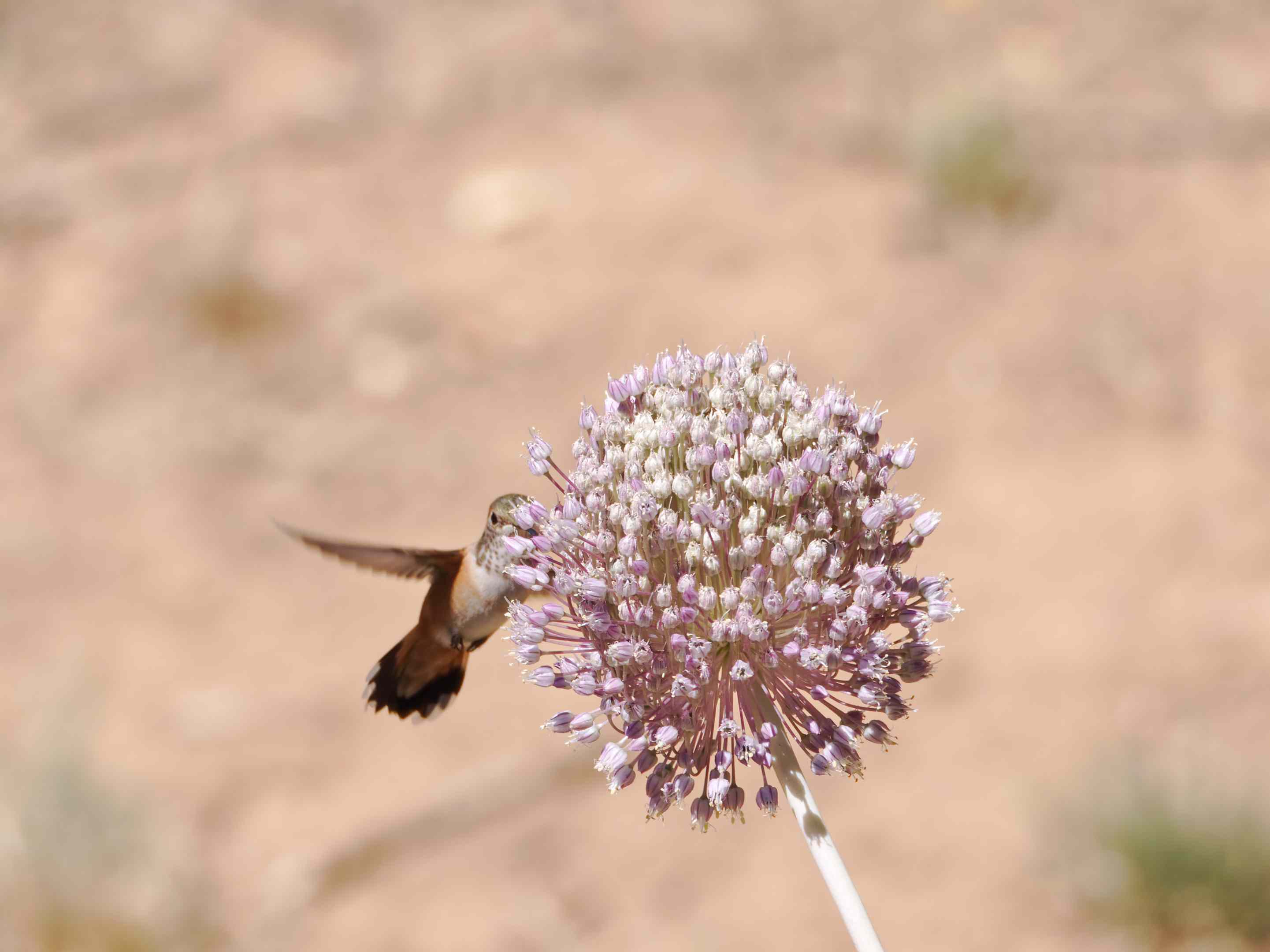 棕色的小蜂鸟俯冲而下，以大紫色三叶草的花为食