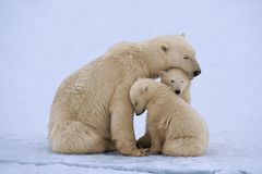 北极熊与双胞胎幼崽(北极熊)
