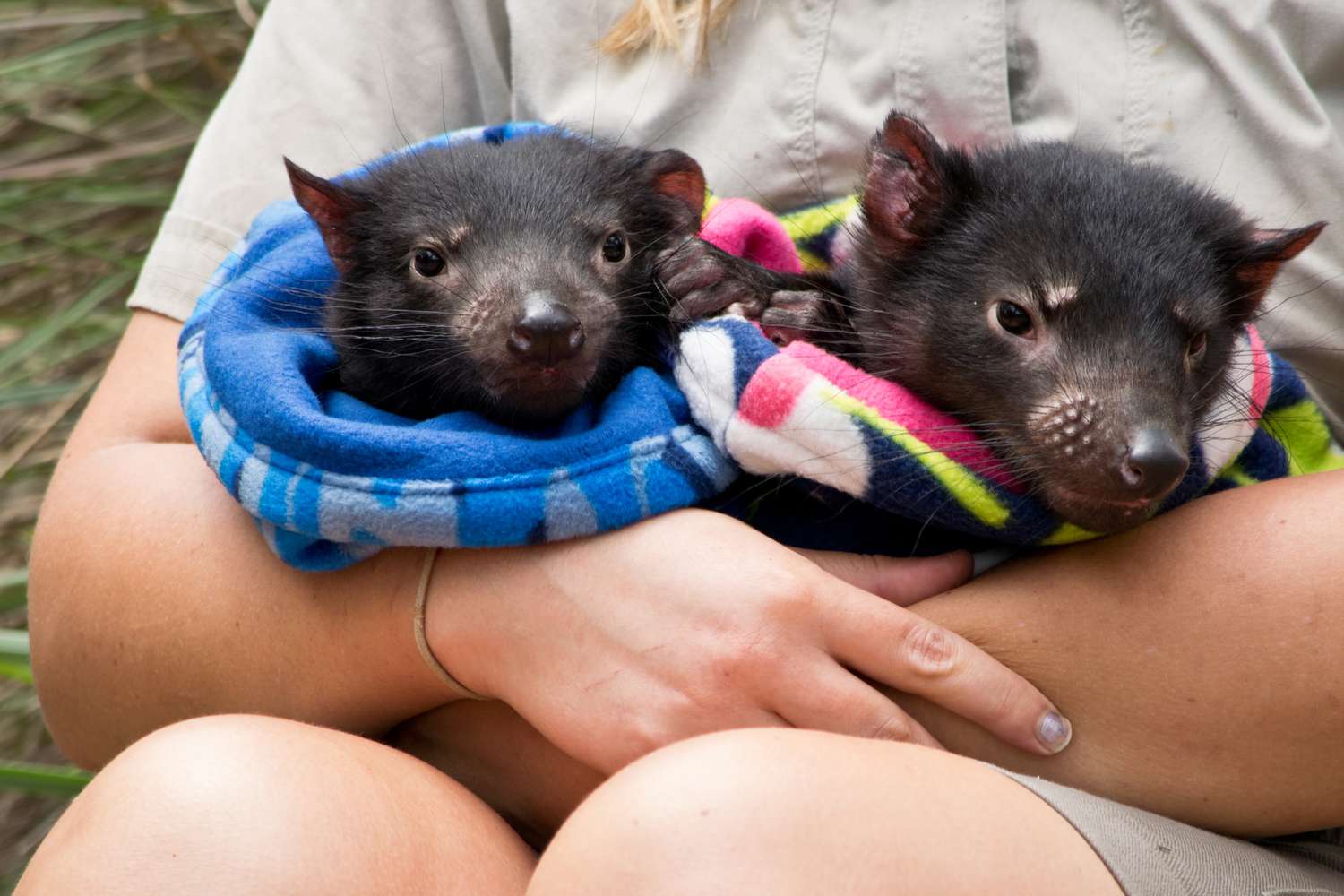 两袋獾的袋鼠在动物园管理员的怀里”>
          </noscript>
         </div>
        </div>
        <figcaption id=