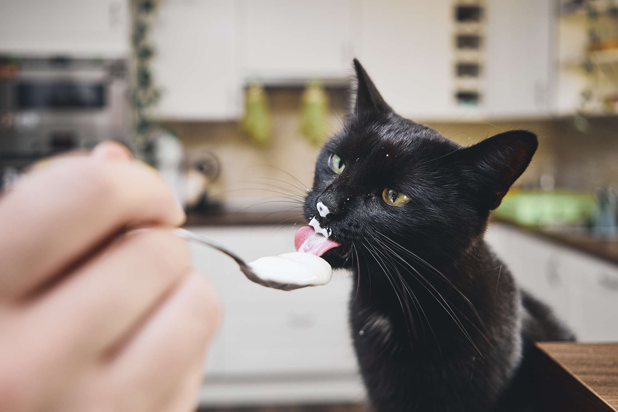 猫在舔勺子上的酸奶