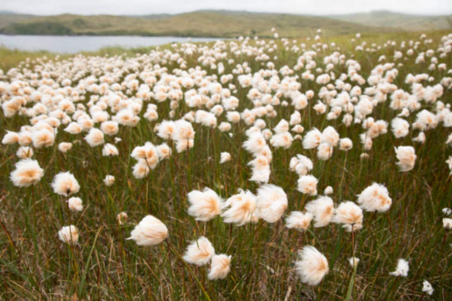 阿拉斯加Cottongrass苔原