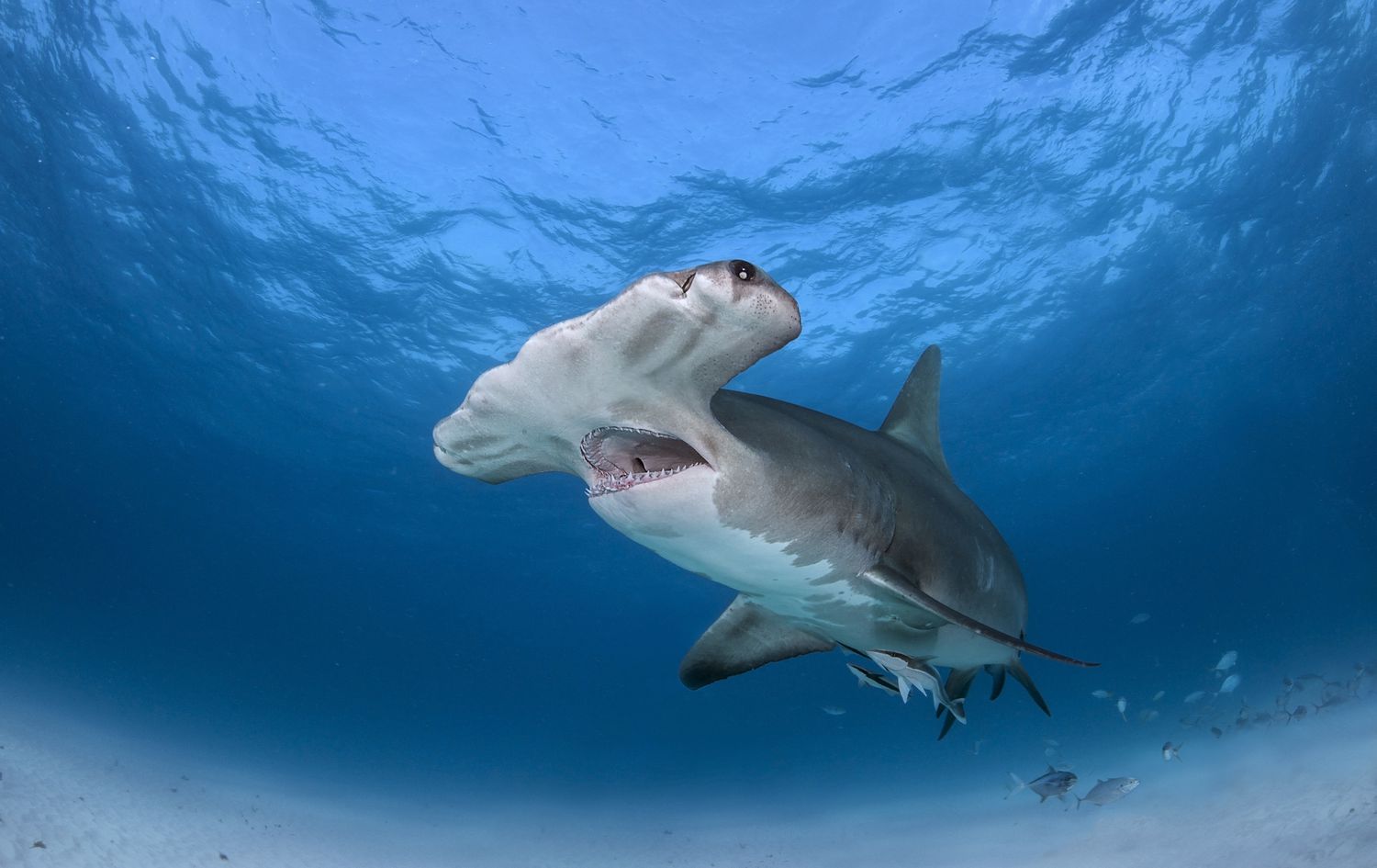 一只双髻鲨张着嘴在海面附近游泳。