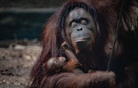 Bornean-orangutan-baby-with-mom-Chester-Zoo＂width=