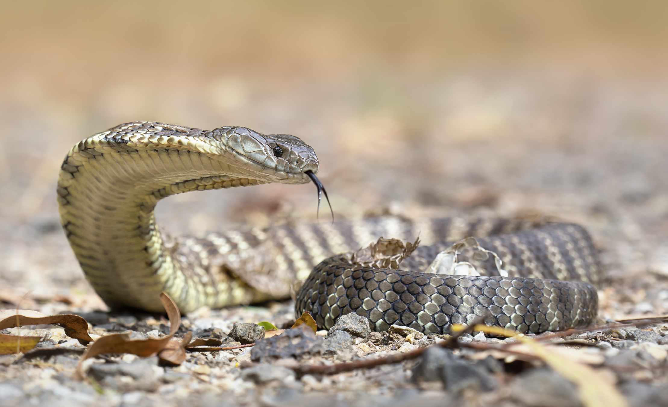 一条带有深灰色和白色条纹的虎蛇，抬起它的身体前部，伸出舌头。“width=
