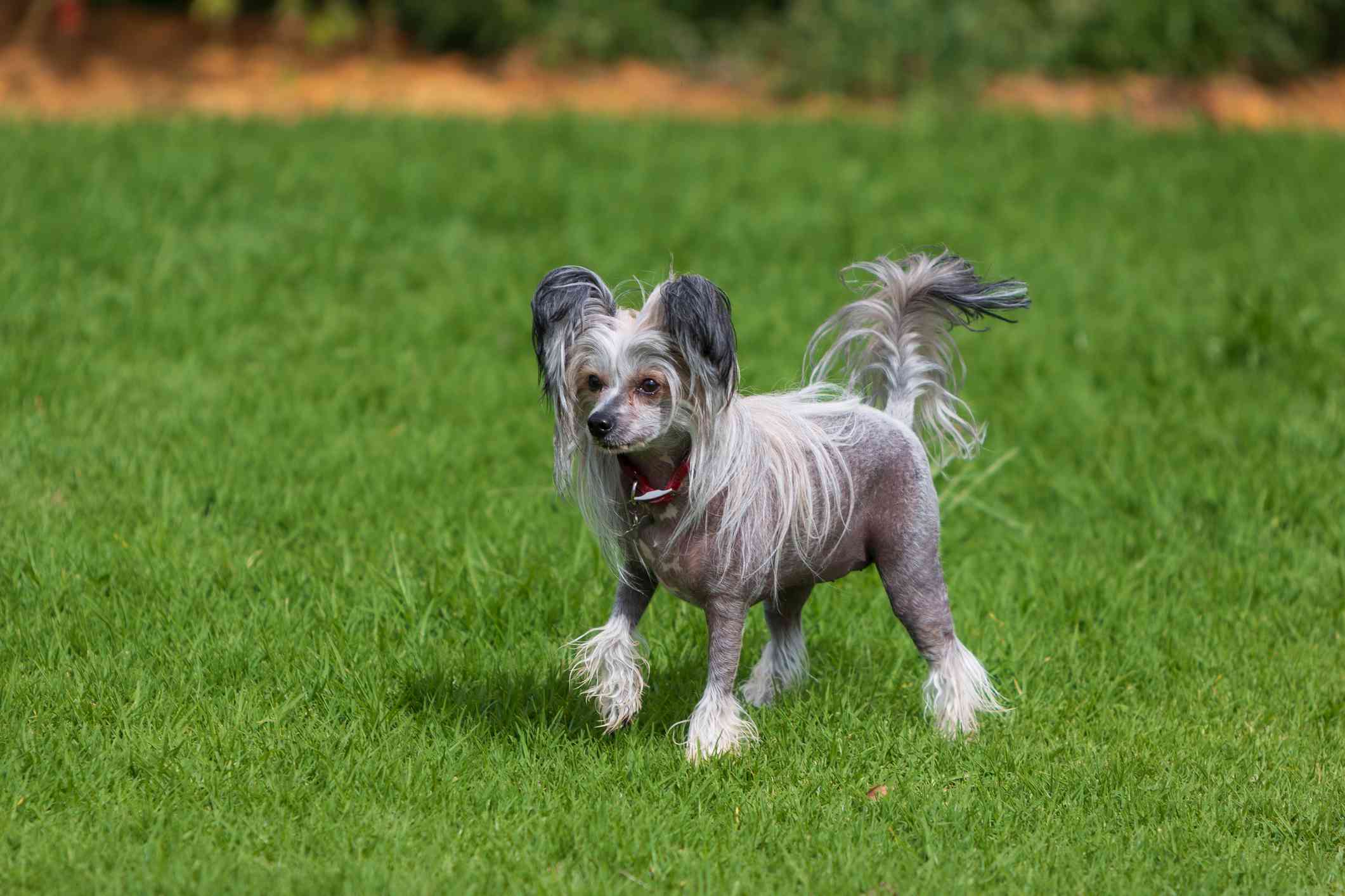 中国冠毛犬狗走在绿色的草坪上